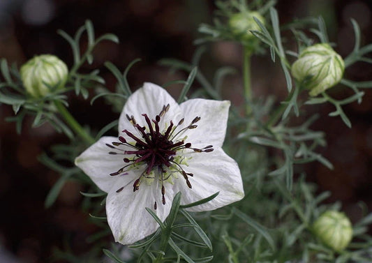 100 Seeds Black Cumin Roman Coriander Four Spice Coriandrum sativum - GroCo Quality Seeds