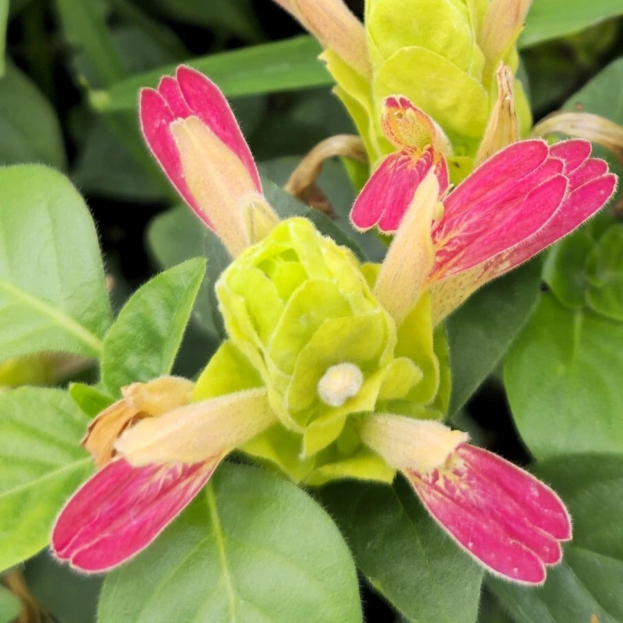 Fruit Cocktail Shrimp Plant 4-6