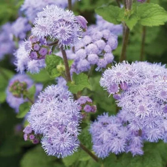 500 Ageratum Flower Seeds for Planting, Blue Variety, Ageratum houstonianum
