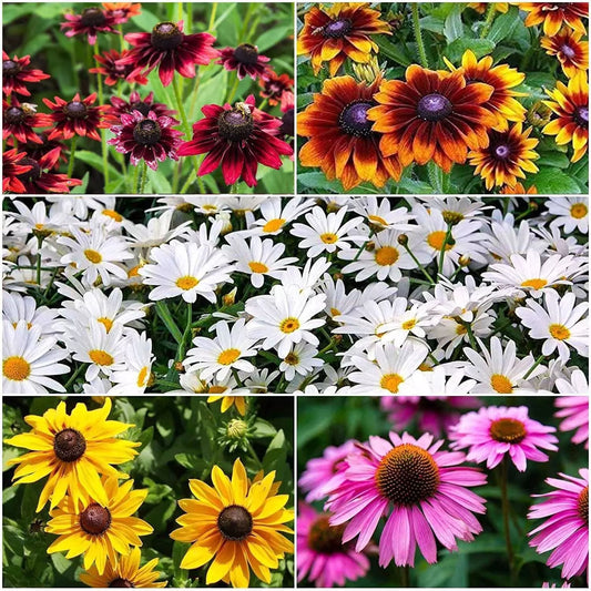 Mixed Color Coneflower Seeds - 1,000 Count - Easy to Grow Perennial Flowers - Echinacea Purpurea