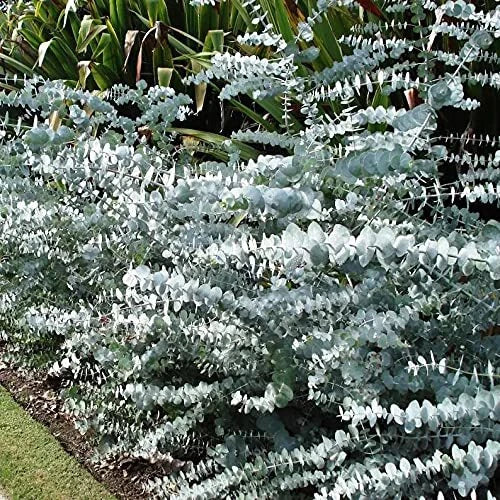 Baby Blue Seeds - 10 Pack - Silver Leaved Mountain Gum (Eucalyptus pulverulenta) - Powdered Gum, Mountain Silver Se