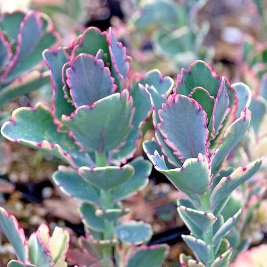 Kalanchoe Plant - Lavender Scallops - Kalanchoe fedtschenkoi - Succulent Houseplant for Indoor Decor