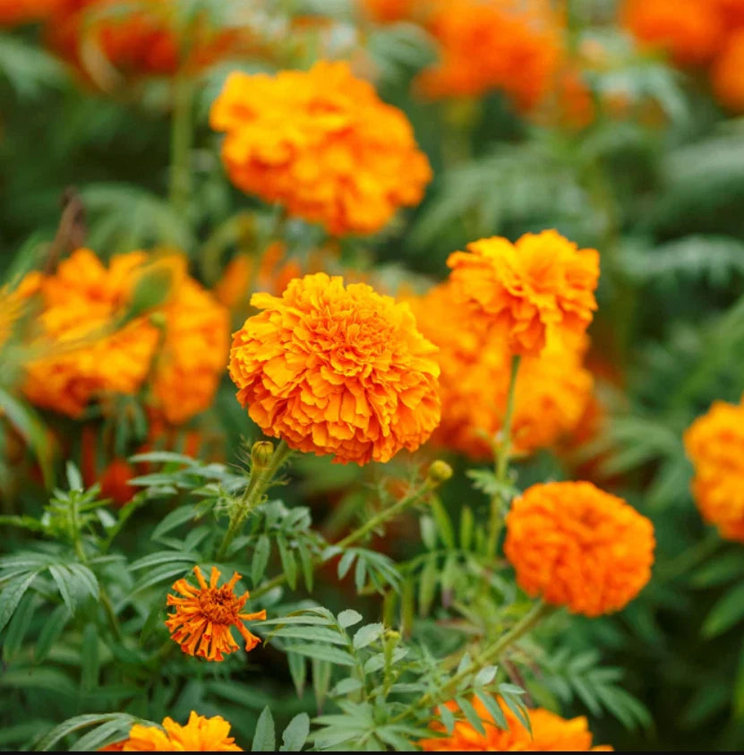 African Marigold Seeds - Mandarin Orange Double, Non-GMO, Beneficial Plant, 100 Seeds - Tagetes erecta