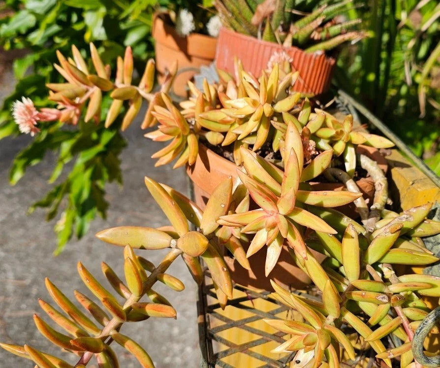 Assorted Rooted Live Succulent Cactus Plants - Garden Starter Set of 5