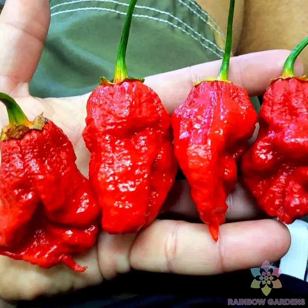 7 Pot Bubble Gum Pumpkin Red Hot Pepper Seeds - 25+ Heirloom Seeds for Garden - Capsicum chinense