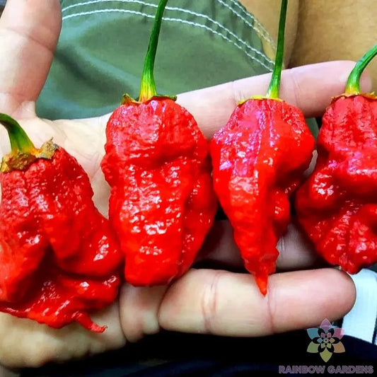 7 Pot Bubble Gum Pumpkin Red Hot Pepper Seeds - 25+ Heirloom Seeds for Garden - Capsicum chinense
