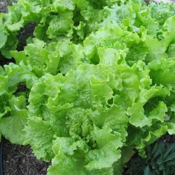 Black Seeded Simpson Lettuce Seeds - Bulk Heirloom Loose Leaf, Crisp Variety - 500 to 5000 Seeds