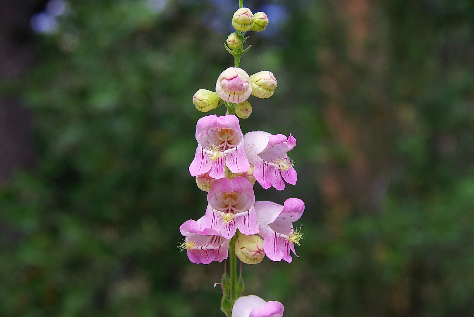 120 Seeds Penstemon Palmer Pink Perennial Flower Seeds GroCo USA - Buy 15 Ships Free