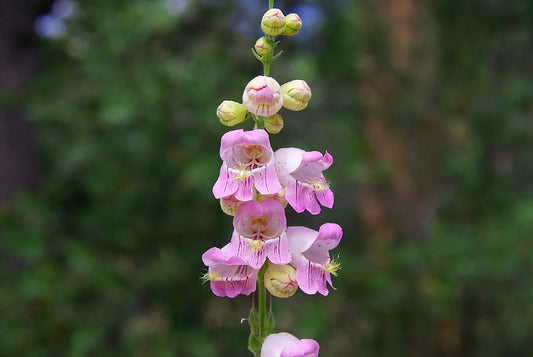 120 Seeds Penstemon Palmer Pink Perennial Flower Seeds GroCo USA - Buy 15 Ships Free