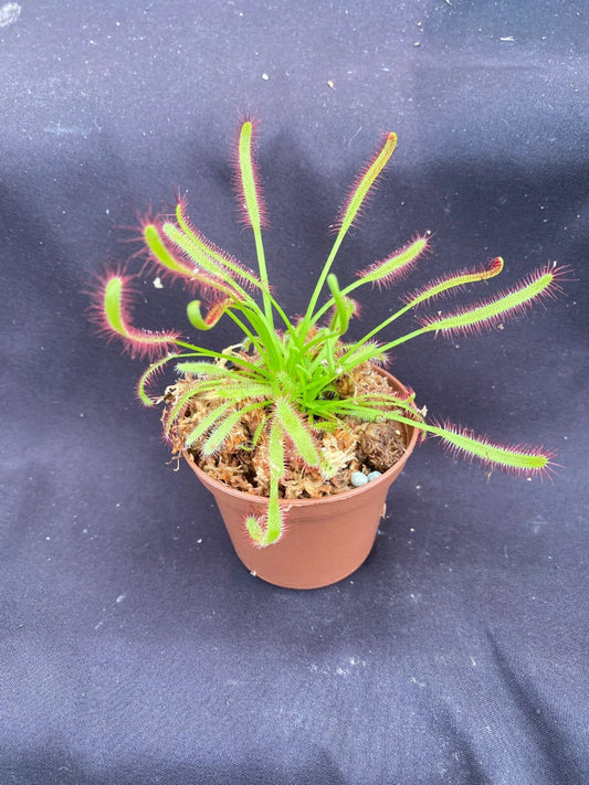 Carnivorous Plant Drosera capensis 2.5" Pot Cape Sundew Rooted