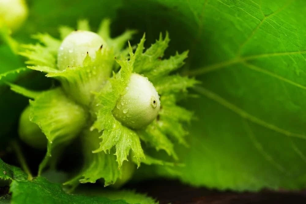 American Hazelnut Tree Seeds - Corylus Americana - 50+ Seeds - Nut-bearing, Native, Hardy, Edible