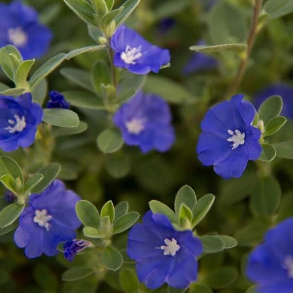 Evolvulus Blue Daze Live Plant Plug - Well-Rooted Ground Cover - Blue Flowers - Perfect for Gardens and Landscaping