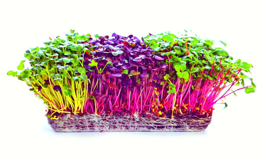 Microgreens Seeds Trio - 600 Total Seeds - Alfalfa, Radish, Red Amaranth - Ideal for Home Gardening, Indoor Growing