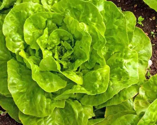 Buttercrunch Lettuce Seeds 500+ Non-GMO Heirloom Seeds (Lactuca sativa) for Home Gardening and Vegetable Gardens