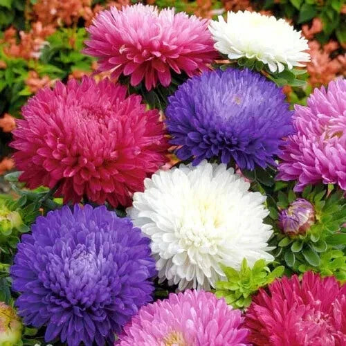 185 Seeds Aster Powder Puff Mix China Easy Cut Flower Seeds - Aster spp.