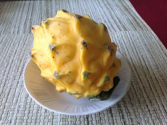 25 Yellow Dragon Fruit Seeds - Golden Pitaya - Hylocereus Megalanthus - Easy to Grow Gardening Seeds