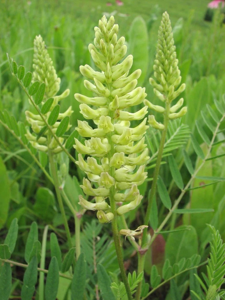 Canada Milk Vetch Seeds (50 Seeds) - Astragalus Canadensis - Native Wildflower Seeds for Planting