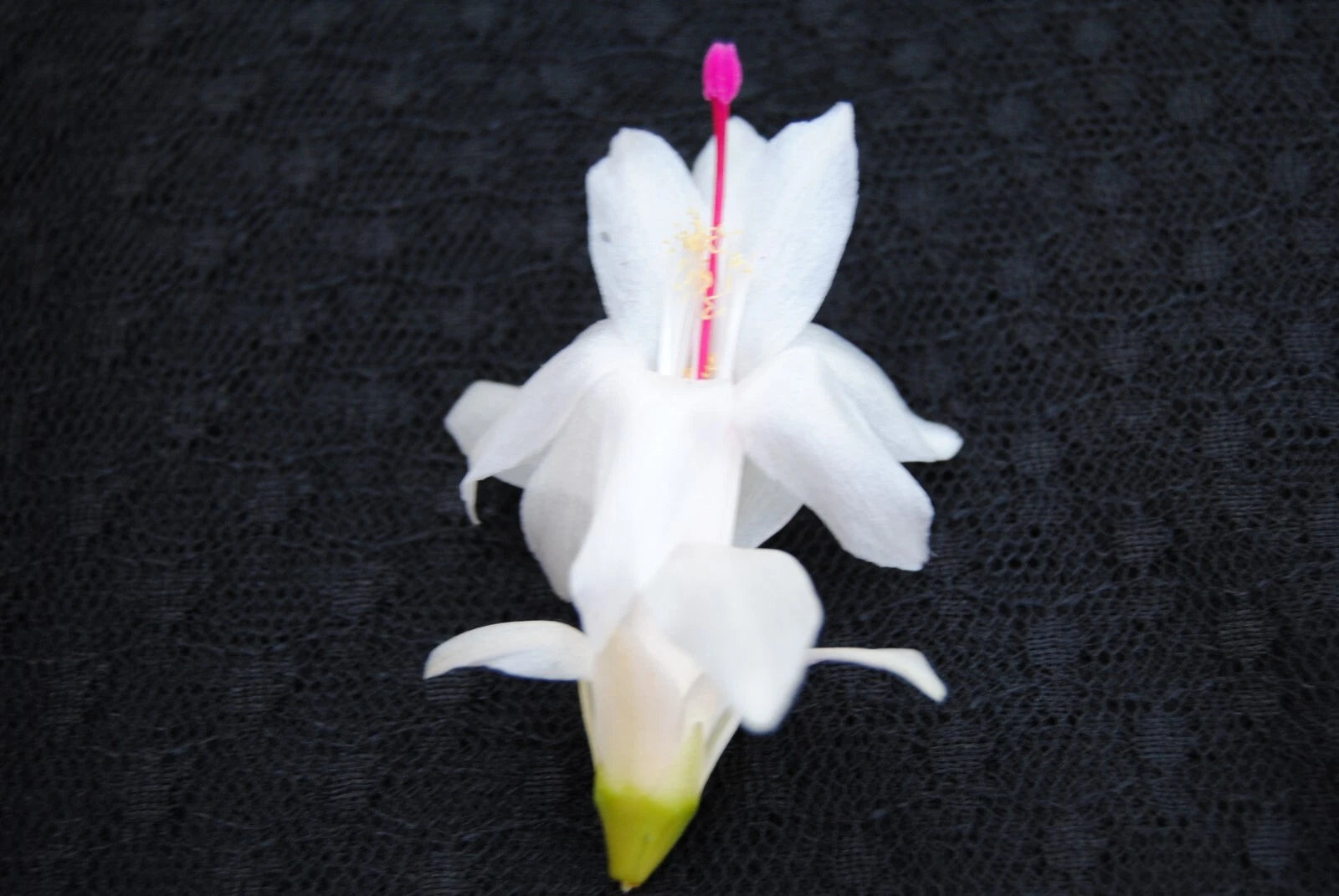 Christmas Cactus Starter Plant - Polar Dancer - Schlumbergera Truncata - Healthy Well Rooted Small Plant for Home Decor