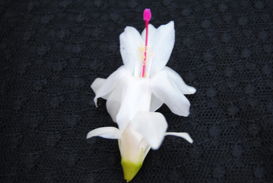 Christmas Cactus Starter Plant - Polar Dancer - Schlumbergera Truncata - Healthy Well Rooted Small Plant for Home Decor