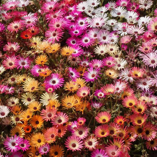 Ice Plant Mix Seeds, Livingstone Daisy, Assorted Sizes, Delosperma spp. - Free Shipping Available