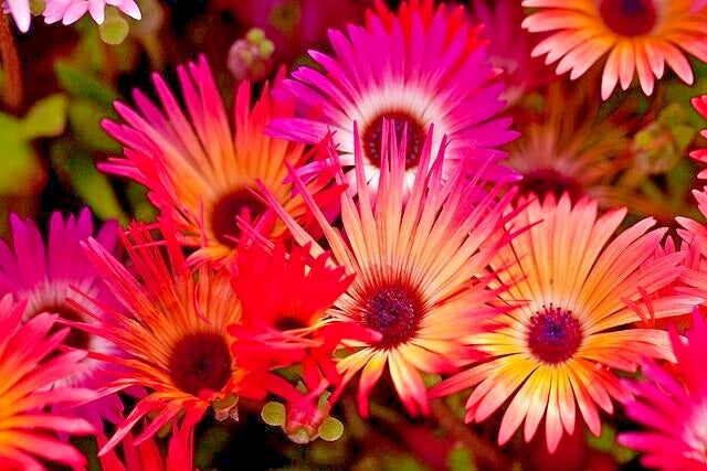 Ice Plant Seeds, Mixed Colors, 150 Seeds, Livingstone Daisy, Mesembryanthemum