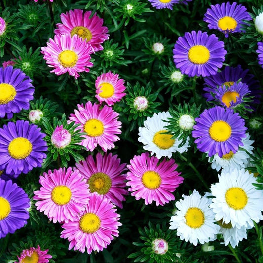China Aster Seeds - 1000+ Rainbow Mix - Colorful Non-GMO - Open Pollinated (Callistephus chinensis)