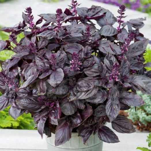 Dark Opal Purple Basil Seeds - Heirloom Non-GMO Thai Red Rubin for 2025 Planting