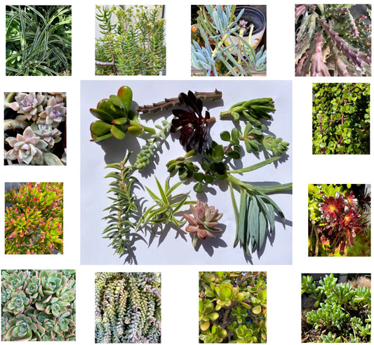 Assorted Succulent Cuttings - 11 Varieties for Garden - Perfect for DIY Arrangements - Ideal for Home Decor and Plant Lovers