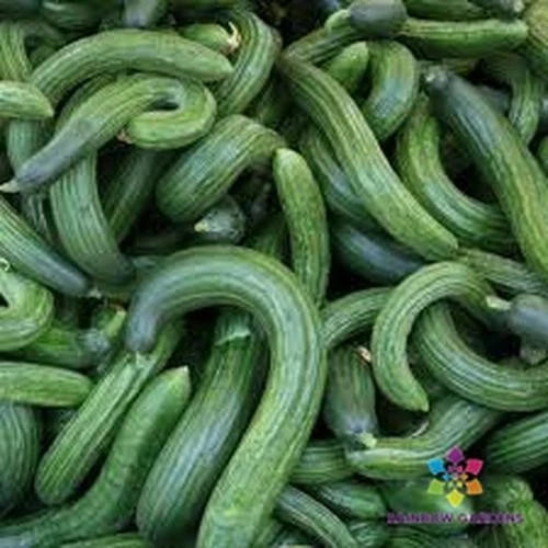 Armenian Dark Green Cucumber Seeds - 25+ Seeds for Garden Planting - Cucumis melo subsp. sativus - USA Grown - Free Shipping