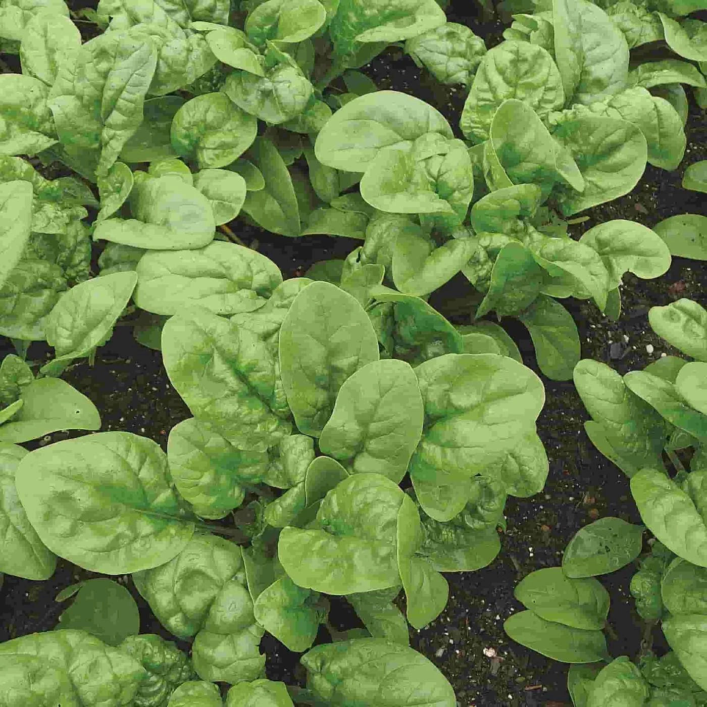Bloomsdale Long Standing Spinach Seeds, NON-GMO, Heirloom Variety, Organic Spinacia oleracea, Free Shipping