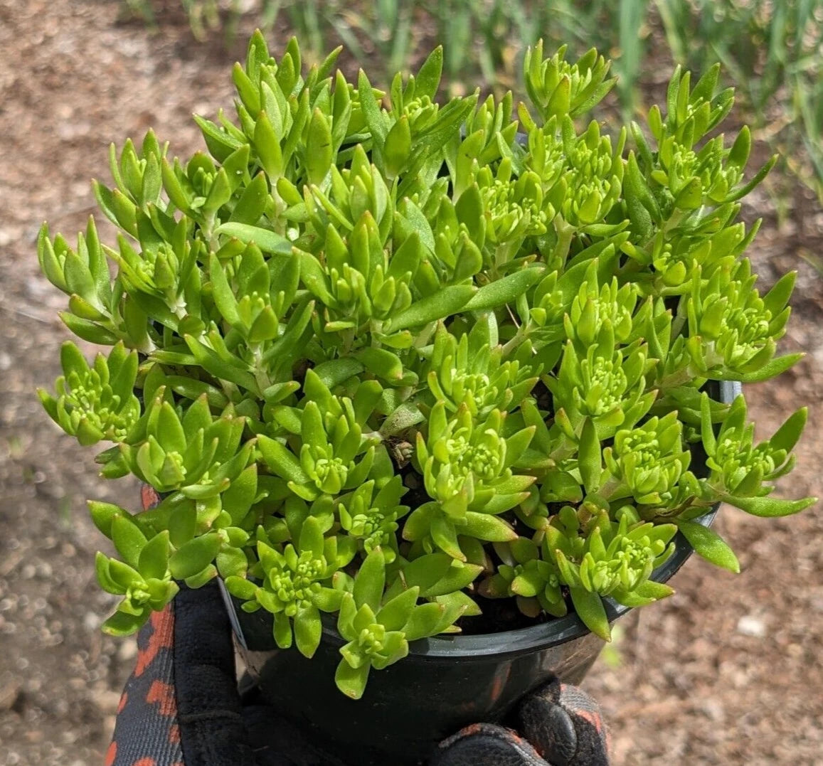 Angelina Sedum Plant - 1 Live Bare Root Common Sedum - Sedum rupestre - Drought Tolerant Ground Cover