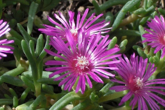 Magenta Delosperma Cooperi Hardy Ice Plant 1 Gallon Live Fully Rooted Succulent Ground Cover