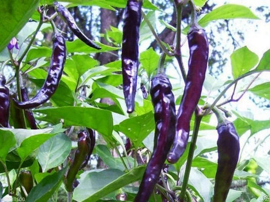 Cayenne Purple Hot Pepper Seeds, NON-GMO, Multiple Sizes Available, Capsicum annuum