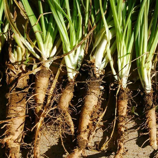 Mammoth Sandwich Island Salsify Seeds 50 Ct NON-GMO Vegetable Seeds - Free Shipping - USA