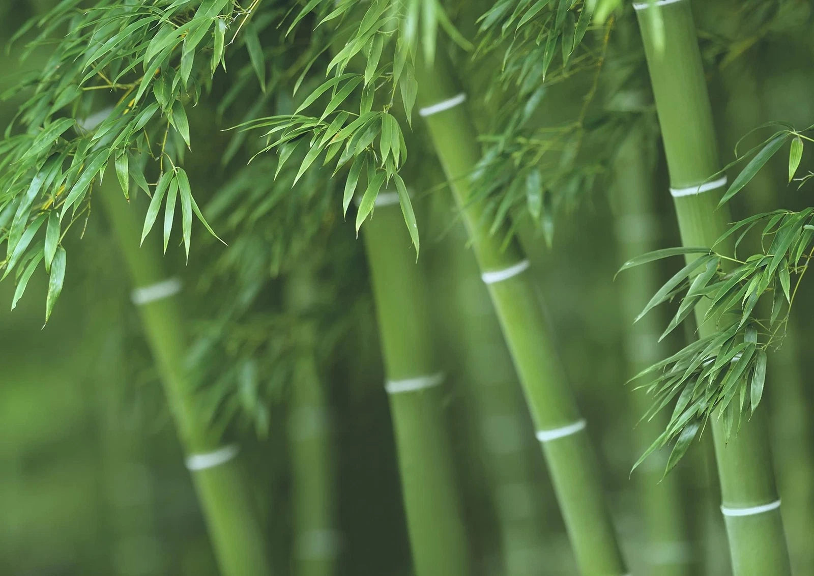 Bamboo Seeds for Planting - 300+ Seeds - Exotic Fast Growing Varieties - Ships from Iowa, USA