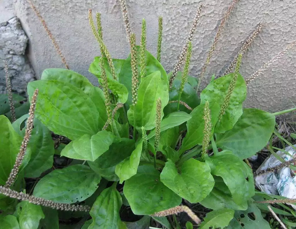 Broadleaf Plantain Seeds - 500+ Seeds, Plantago major, Medicinal Herb, Greater Plantain