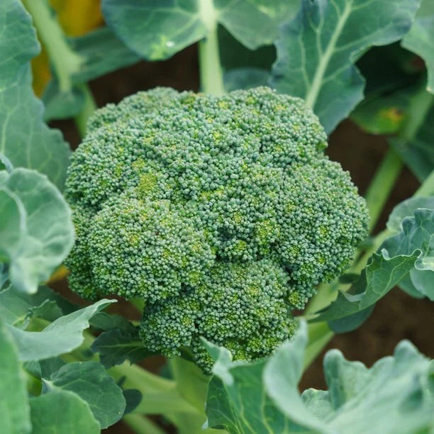 Green Sprouting Broccoli Seeds | Fresh Broccoli Seed for Planting | Brassica oleracea