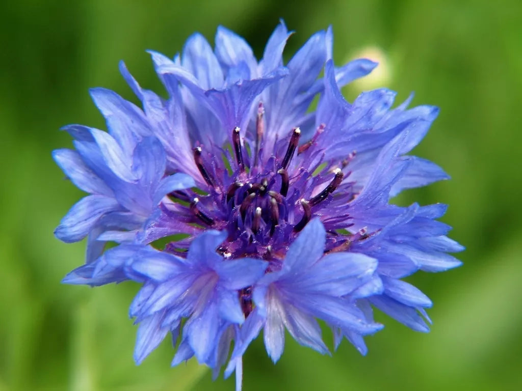 Bachelor's Buttons Seeds - 500 Blue Flower Seeds, Bushy Variety - Centaurea cyanus - GroCo USA