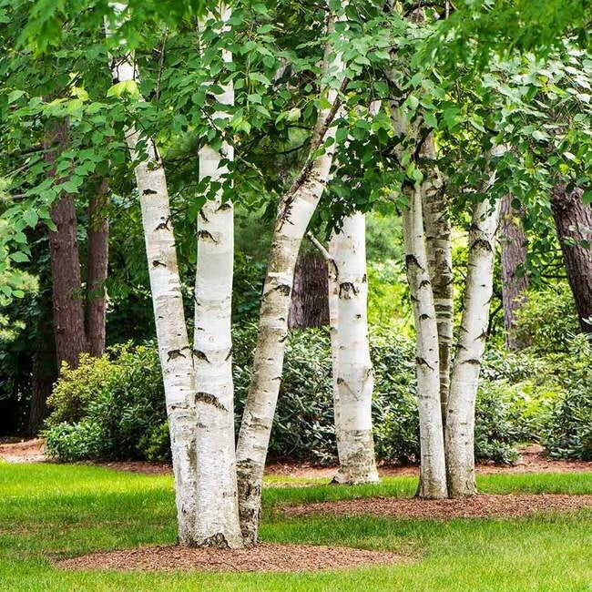 Birch Tree Seeds - 3 Varieties: Sweet, Gray, Paper - Betula Genus