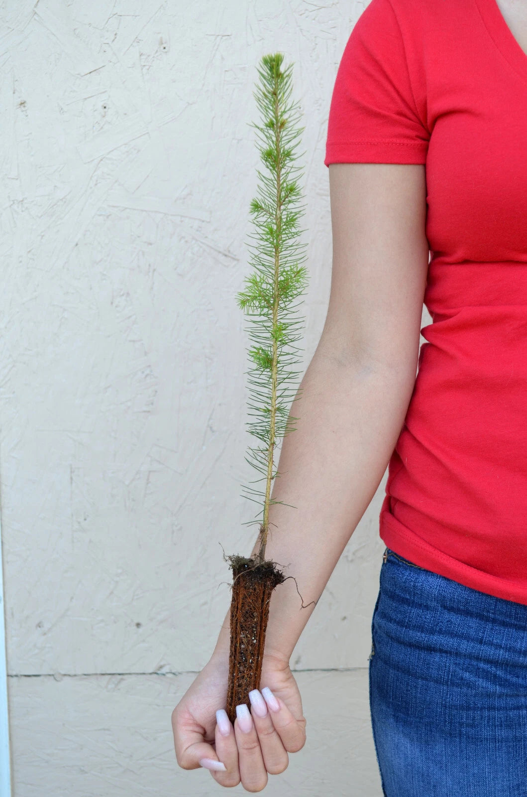 White Spruce Tree - 11 to 19 inches - Picea glauca - Live Evergreen Plant for Landscaping and Gardening