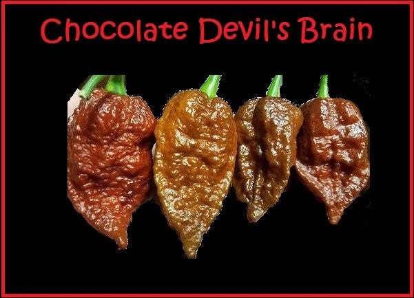 Chocolate Devil's Brain Pepper Seeds – 15 Rare Hot Pepper Seeds for Extreme Heat – Ideal for Powder (Capsicum chinense)