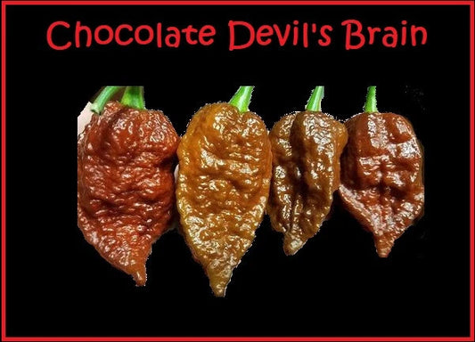 Chocolate Devil's Brain Pepper Seeds – 15 Rare Hot Pepper Seeds for Extreme Heat – Ideal for Powder (Capsicum chinense)