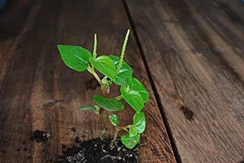 Crab Claw Seeds - 1000+ Seeds - Peperomia Pellucida - Rau Càng Cua