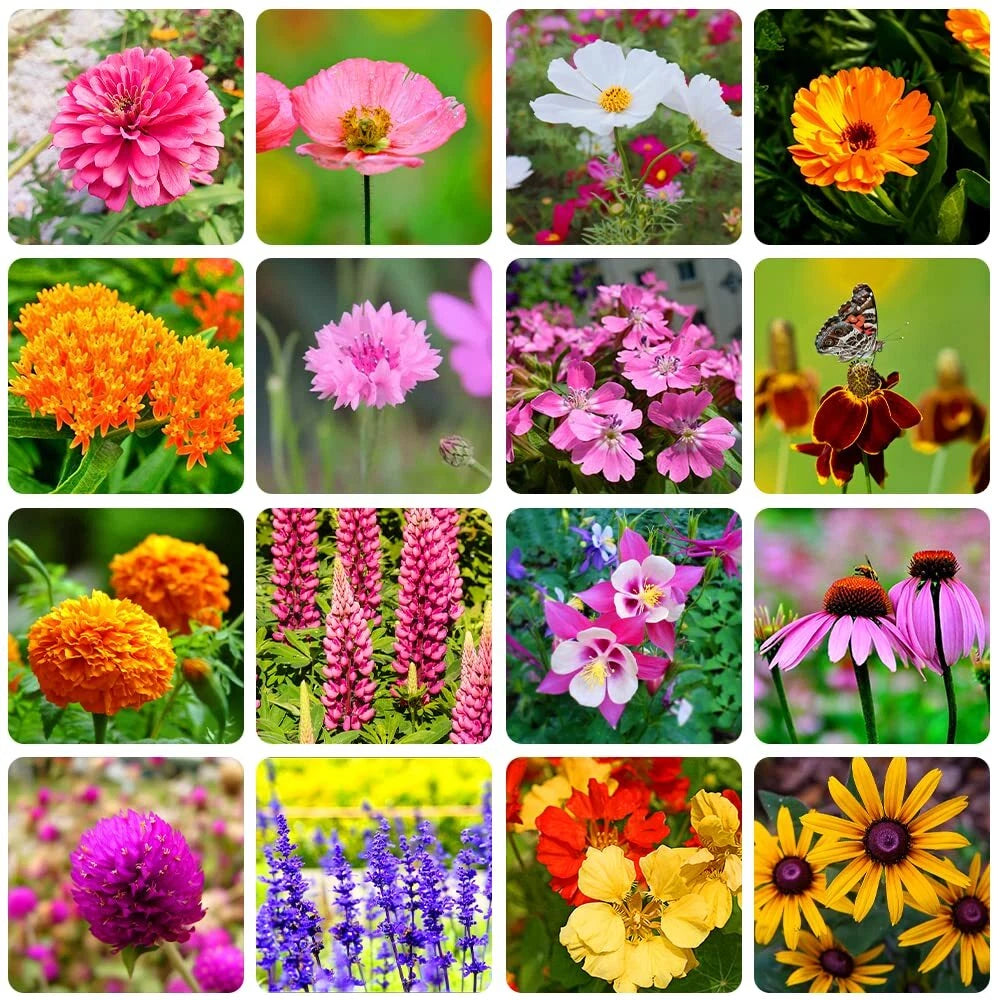 Bulk Wildflower Seeds Packet - 10000+ Varieties, Eco-Friendly Mix, Native Wildflowers