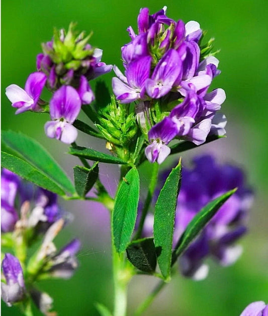 Alfalfa Organic Seeds 300++ Count Non-GMO Medicago sativa Lucerne Herb USA Grown