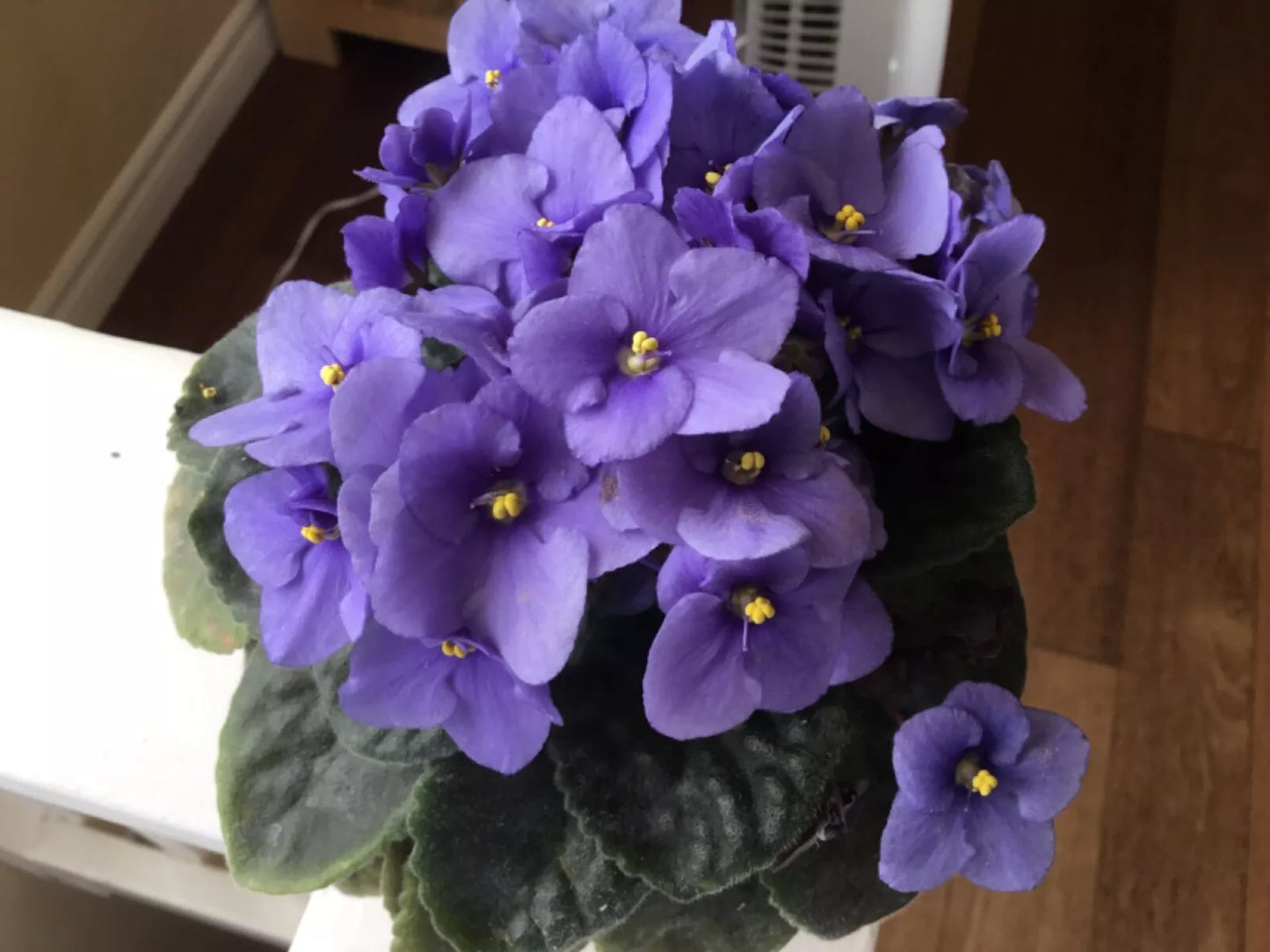 African Violet Leaves 4-Pack Blue Bounty (Saintpaulia) for Rooting