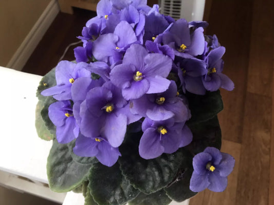 African Violet Leaves 4-Pack Blue Bounty (Saintpaulia) for Rooting