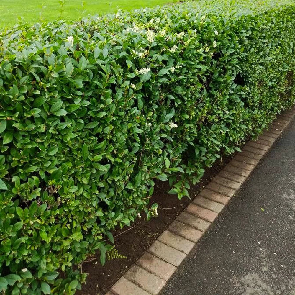 Common Privet Starter Bush - Bare Root - Ligustrum vulgare - Ideal for Hedges and Privacy Screens