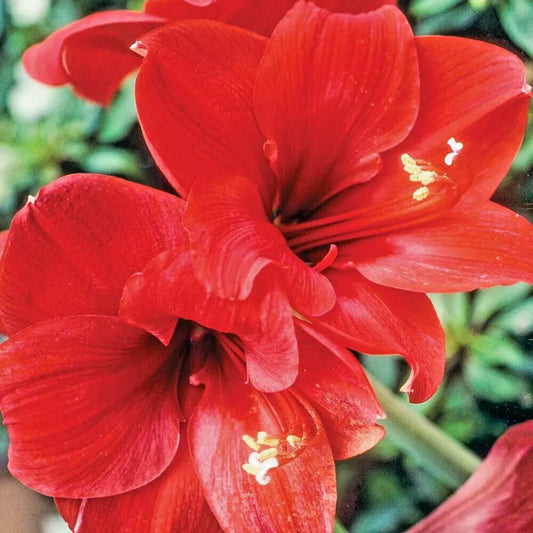Amaryllis Bulb Red Lion Large Bloom Hippeastrum Live Flower Holiday Gift