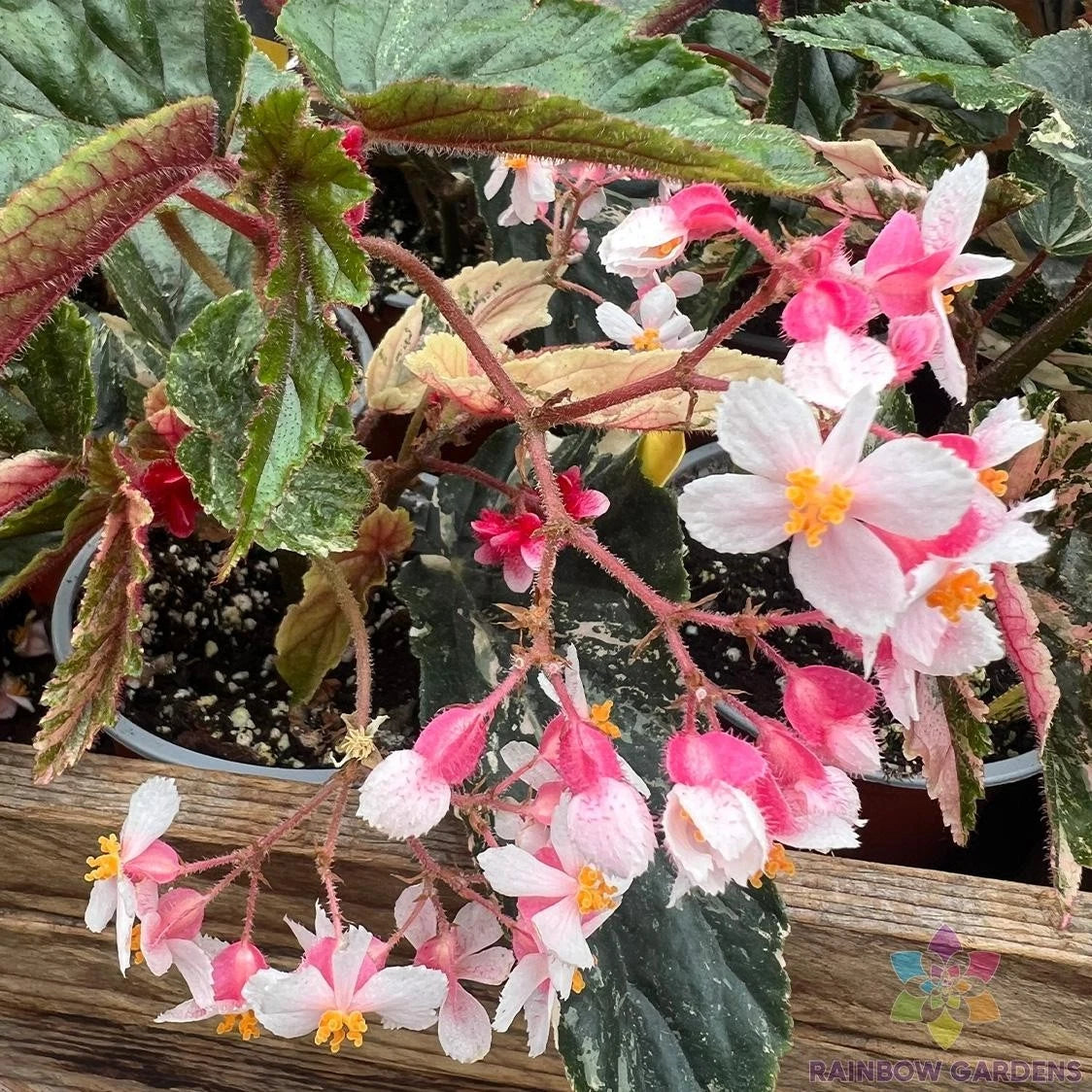 25+ Ginny Begonia Seeds for Garden Planting - Ideal for USA Gardens - Begonia 'Ginny'